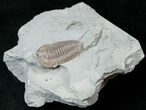 Flexicalymene Trilobite from Ohio #16434-1